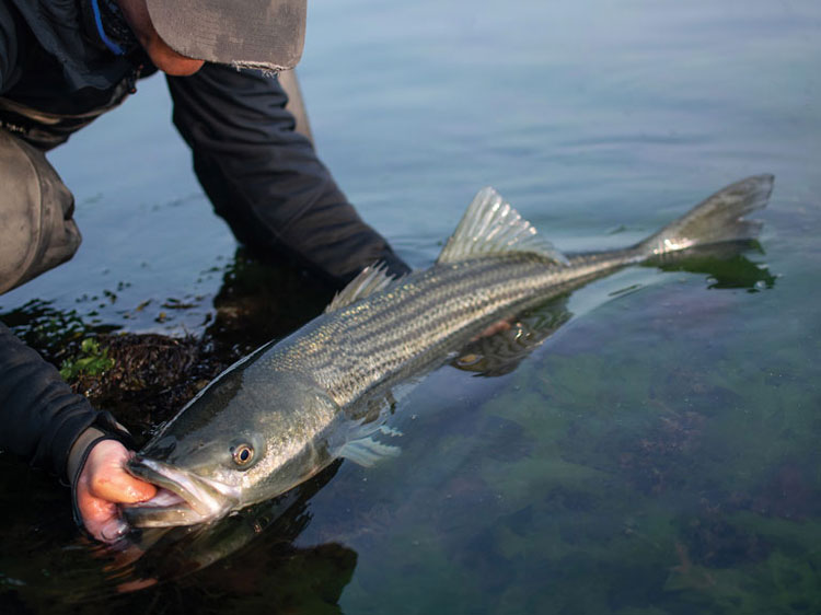 Hudson River Striped Bass Anglers: Volunteer Logbook Program
