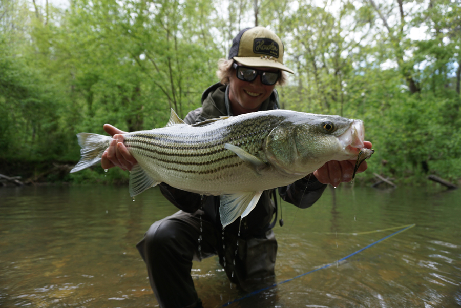 Pro Tips: How to Catch Freshwater Stripers in Spring