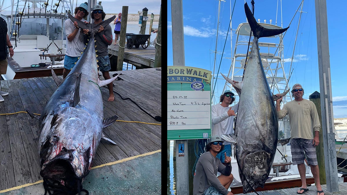 Florida Fishermen Catch 832-Pound Bluefin Tuna