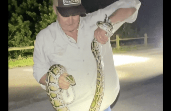 Video: How to Grab a Python Without Getting Bitten