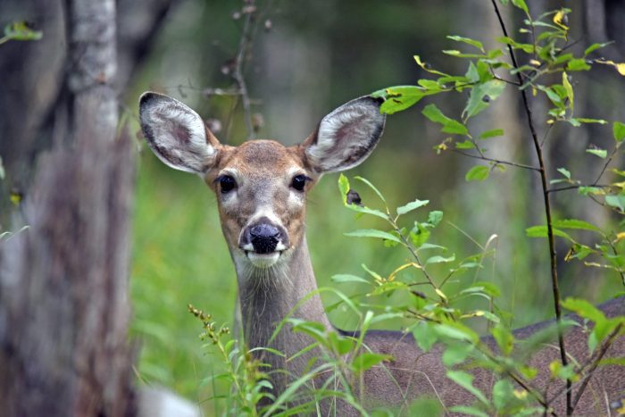 NPS Considers Introducing Bears, Wolves to Control Deer in D.C.?