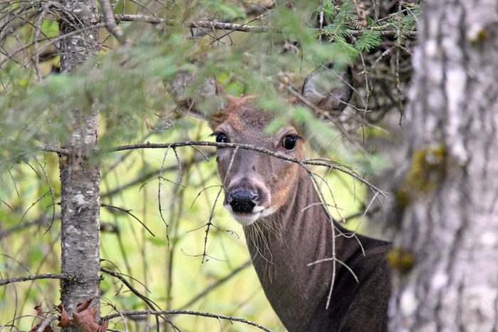 Maine Hunters Sue to Allow Sunday Hunting, Landowners Object