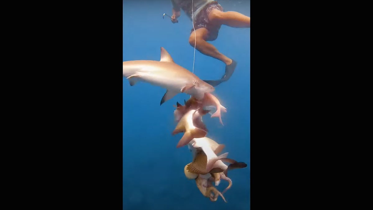 Video: Fisherman and Shark Battle Over Fish Underwater