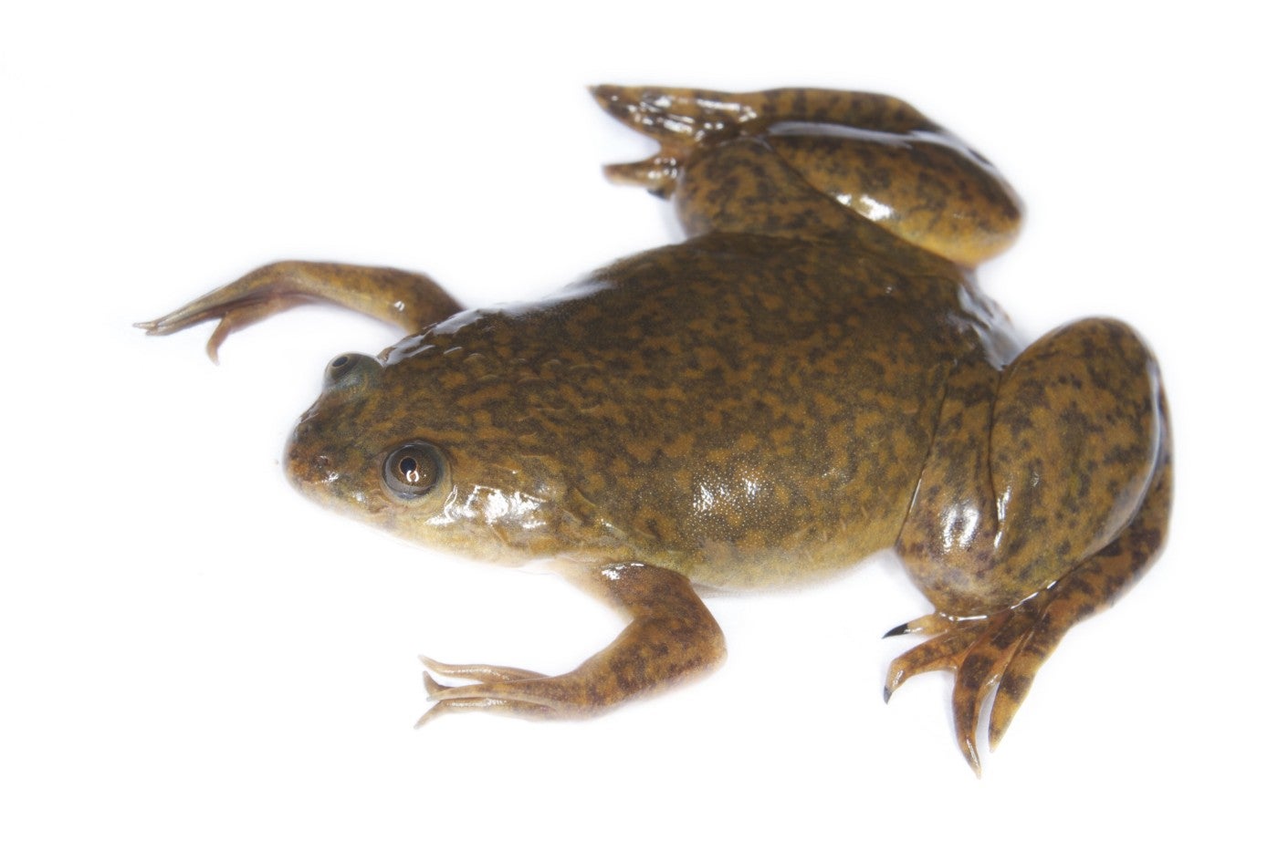 African Clawed Frogs Invade Washington State