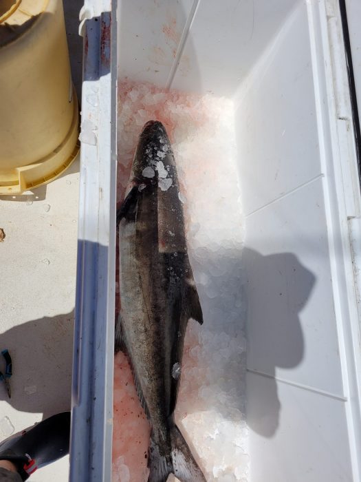 Florida FWC Commission Approves Cobia Rule Changes