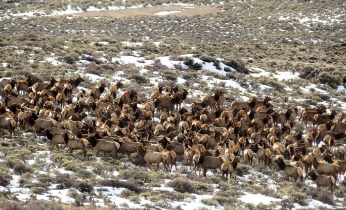Wyoming Has Too Many Elk, Considers Private-Land Tags