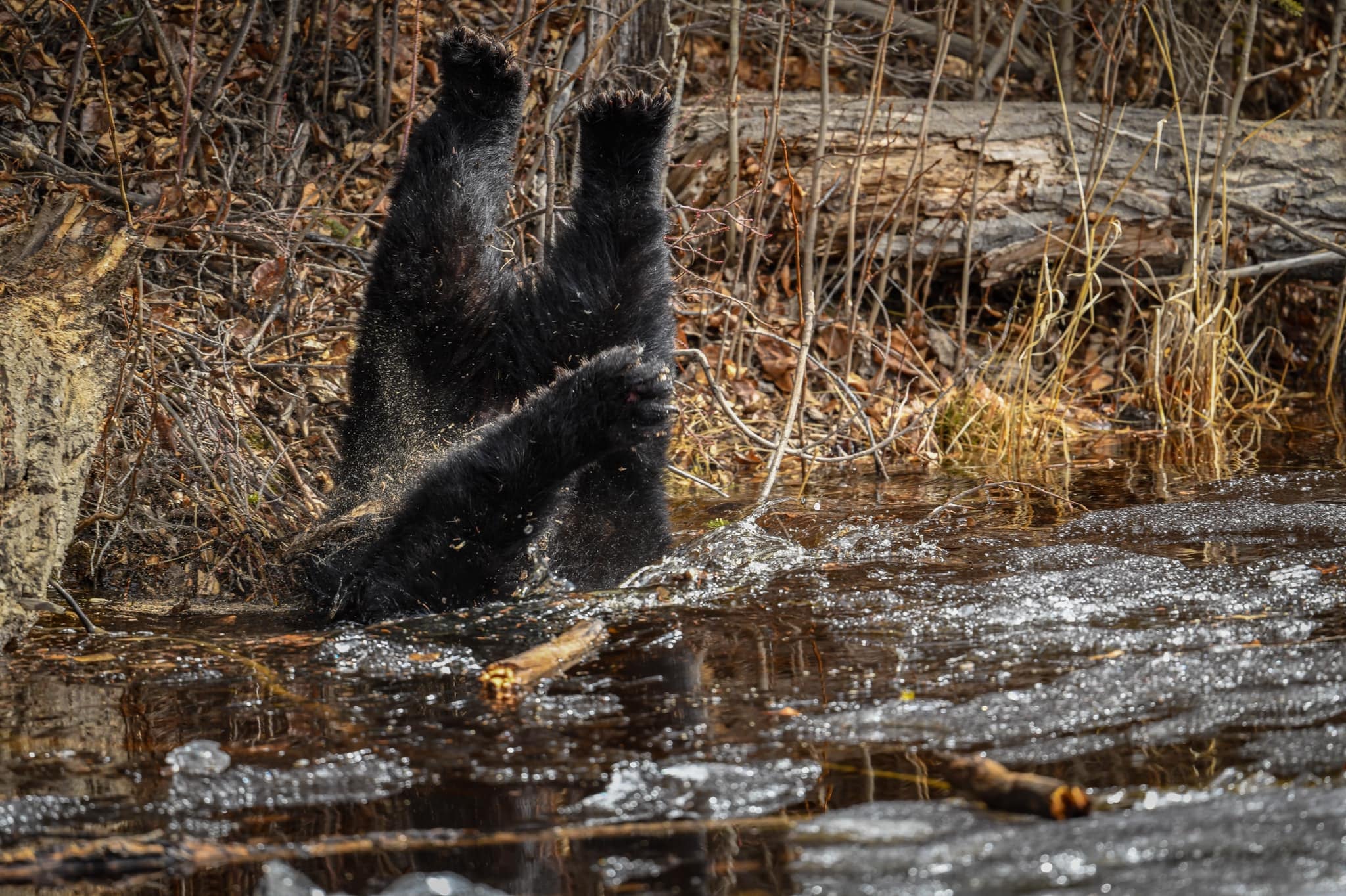 Black Bear Wakes Up and Falls into Pond