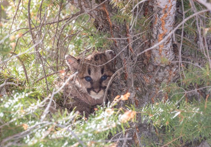 Officials Seek Poacher Who Shot, Dismembered Cougar Kittens