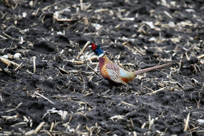 Wyoming Kills 1,200 Pheasants to Prevent Bird Flu Outbreak