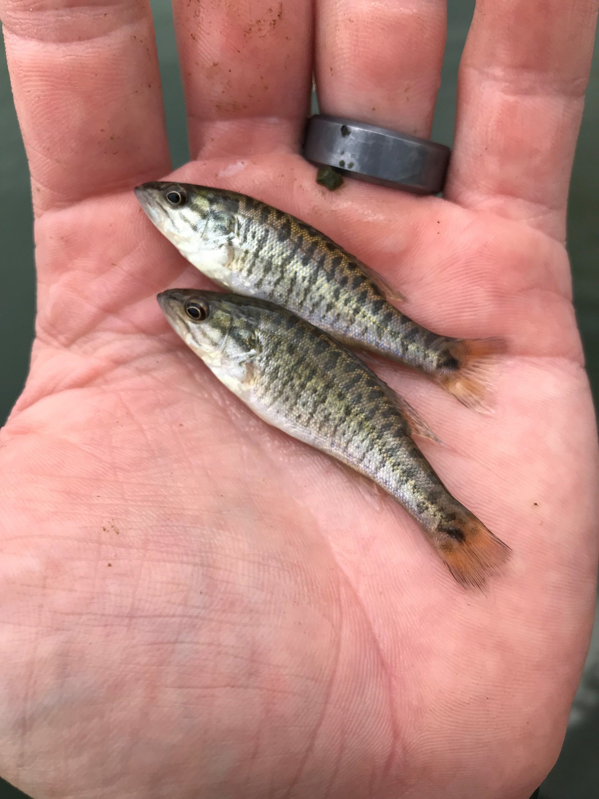 Shoal Bass Fingerling released by Florida FWC in Chipola River