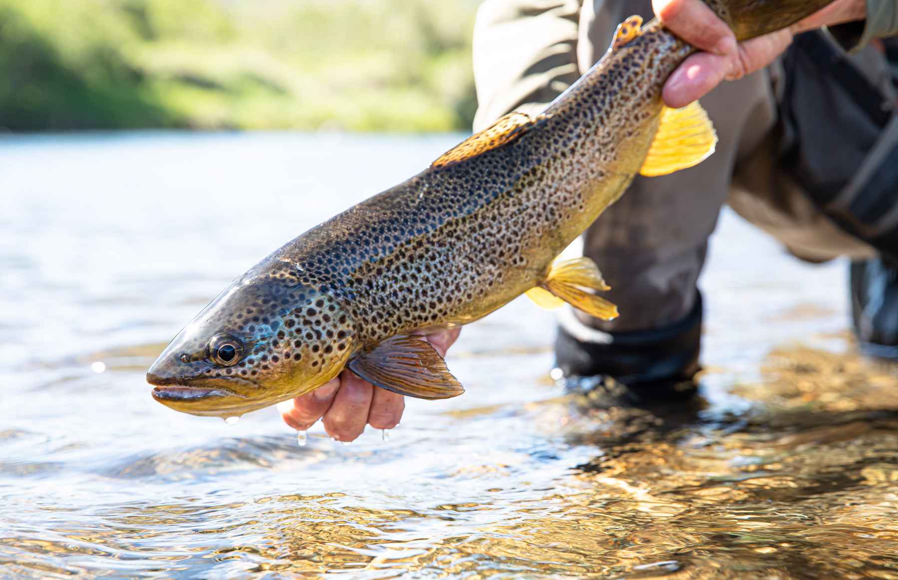 12 keys to becoming a great fly angler | Hatch Magazine