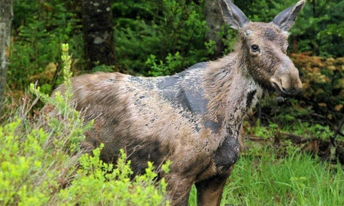 Ticks Are Killing Moose Calves in Maine