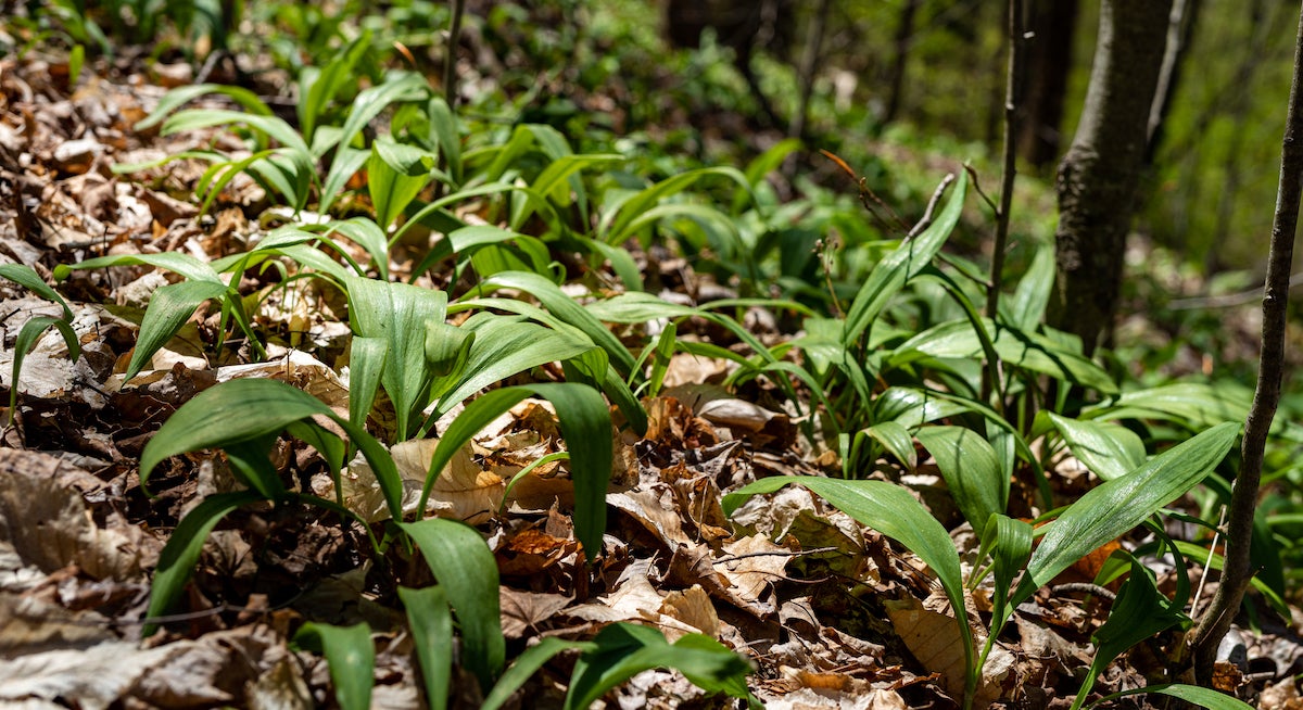 How to Forage Ramps | Field & Stream