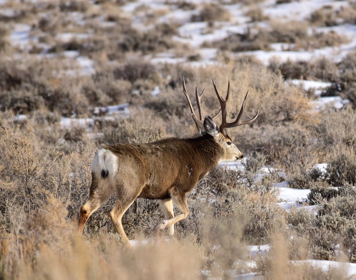 Drought Causes a Decrease in Hunting Tags in the West