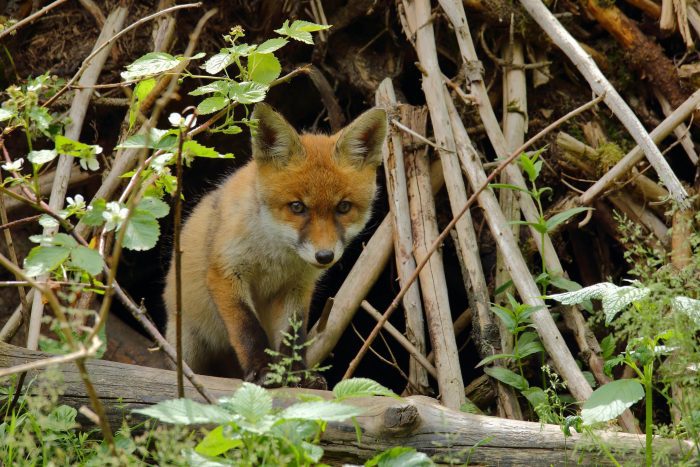 HPAI Found in Michigan Red Fox Pups