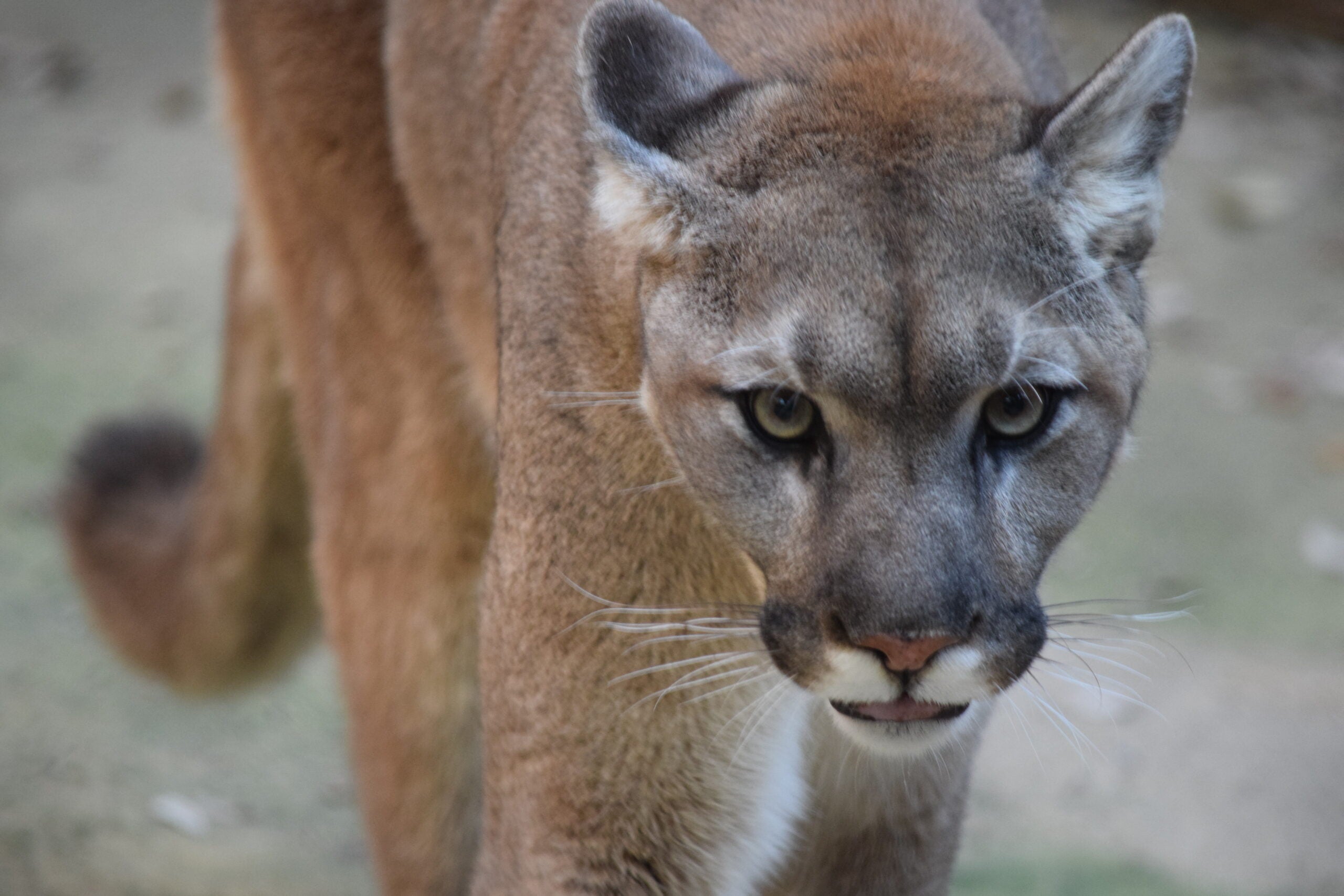 Cougar Attacks Young Girl in Washington State