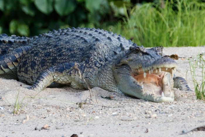 Saltwater Crocodiles in Australia Feed on Feral Pigs