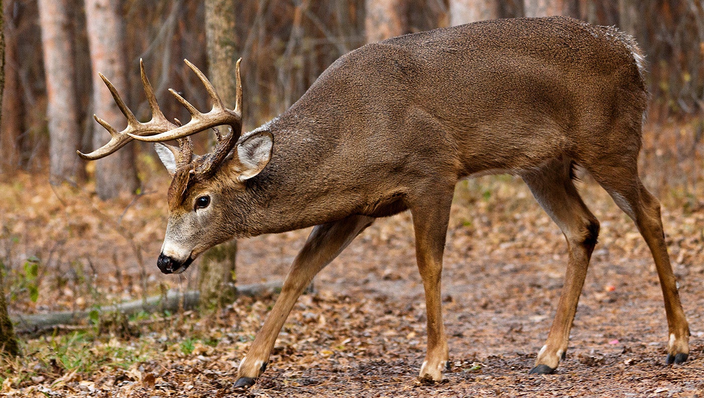 Hunter Gored By Whitetail Deer Is Fined for Poaching