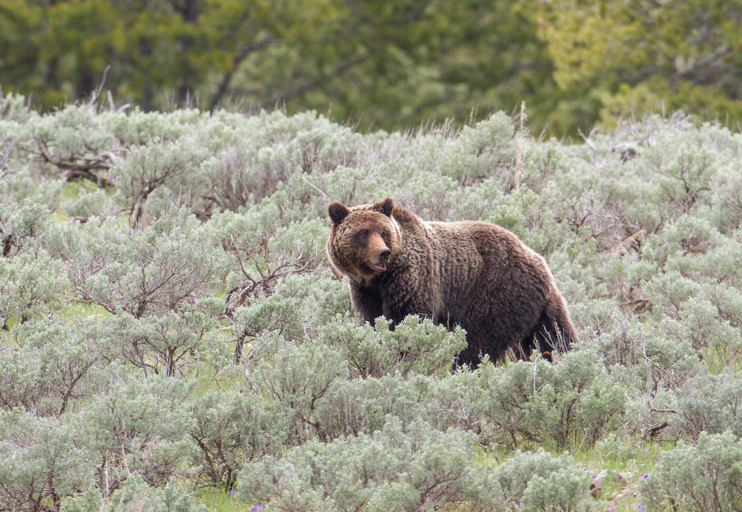 B.C. Outfitters Seek Lawsuit to Challenge Grizzly Bear Hunting Ban