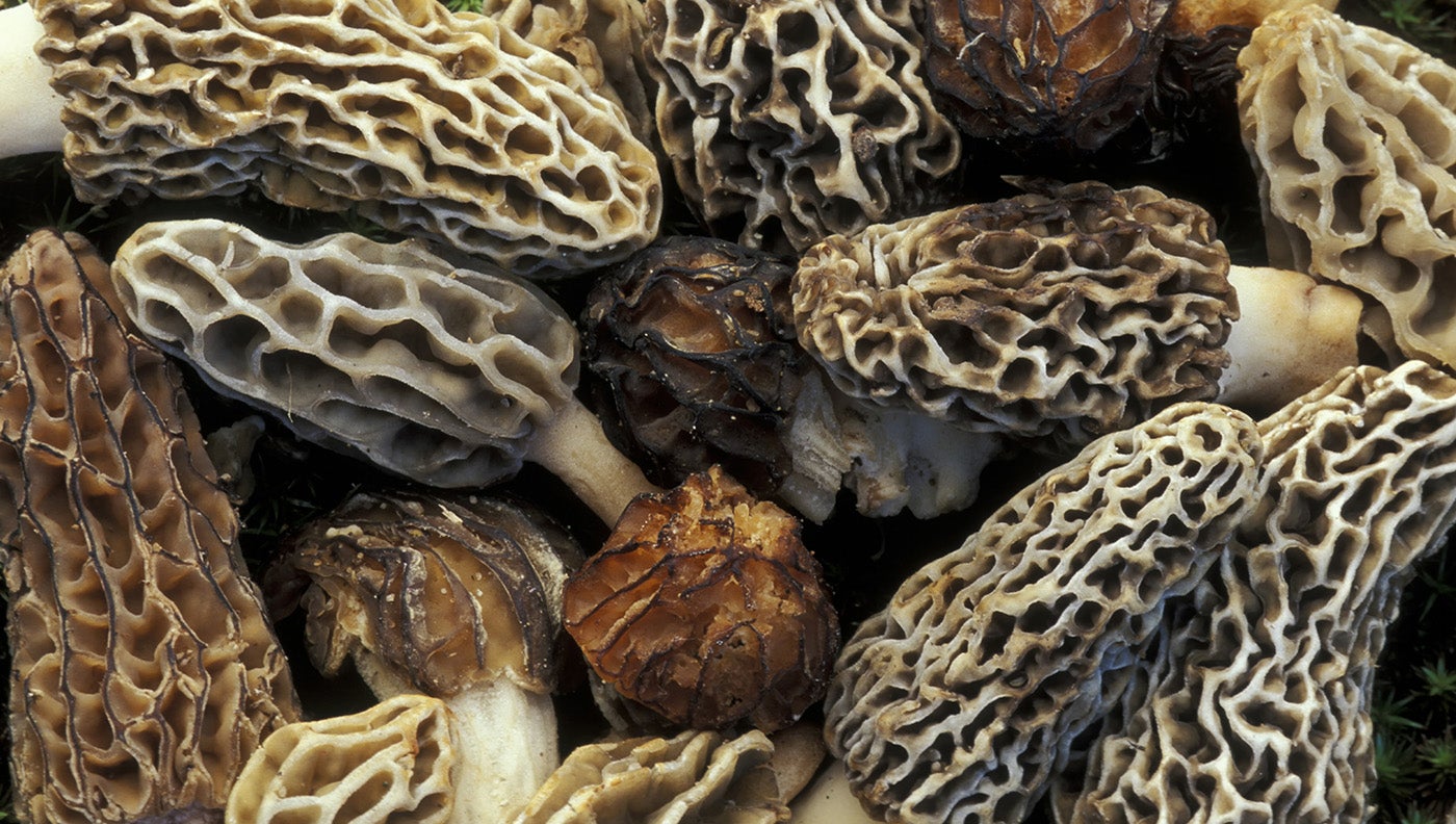 Iowa Mushroom Hunters Pick 175 Pounds Of Morels