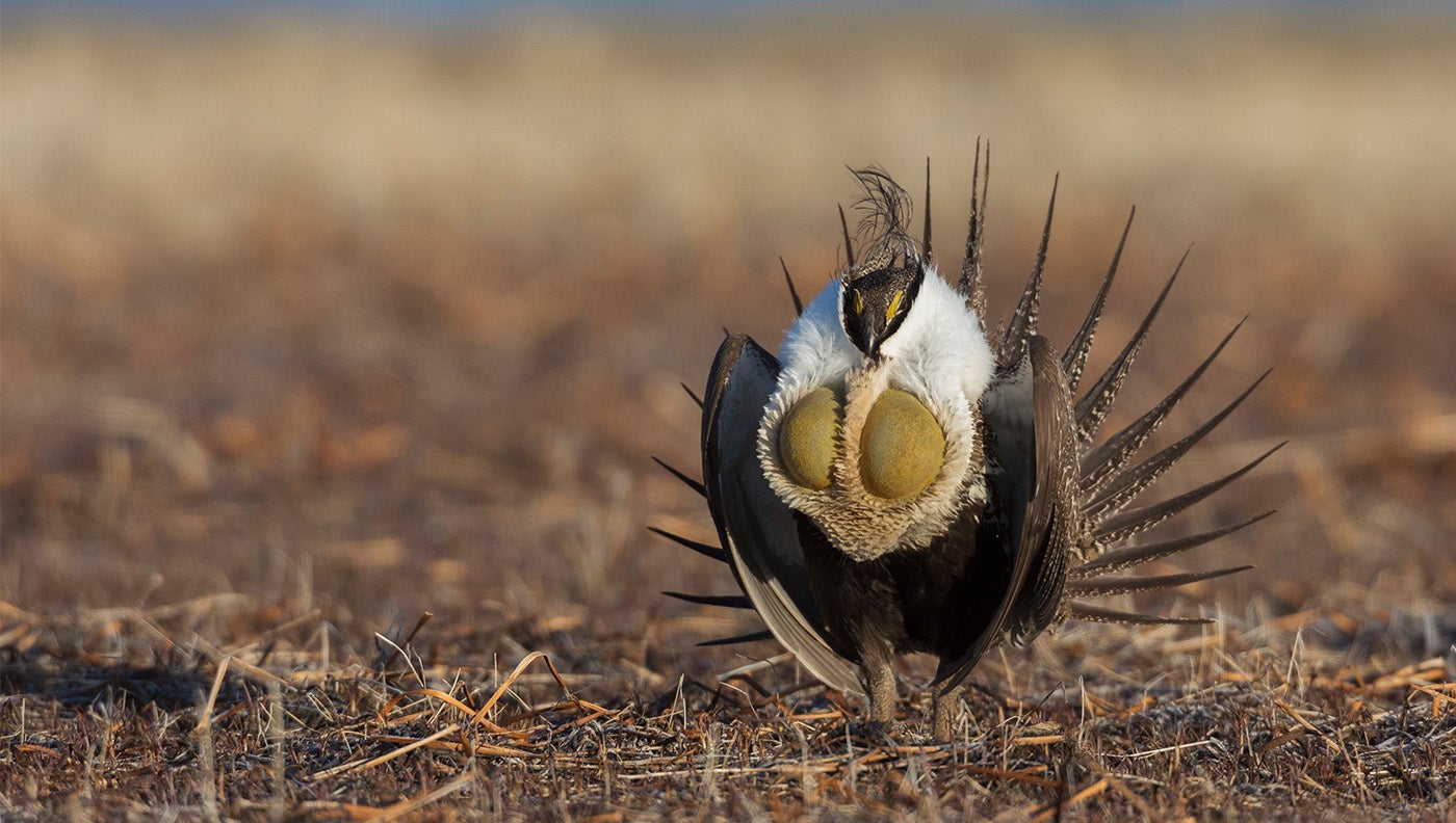 Judge Rules That Proposal to List Sage Grouse as Threatened Under the ESA Must Go Forward