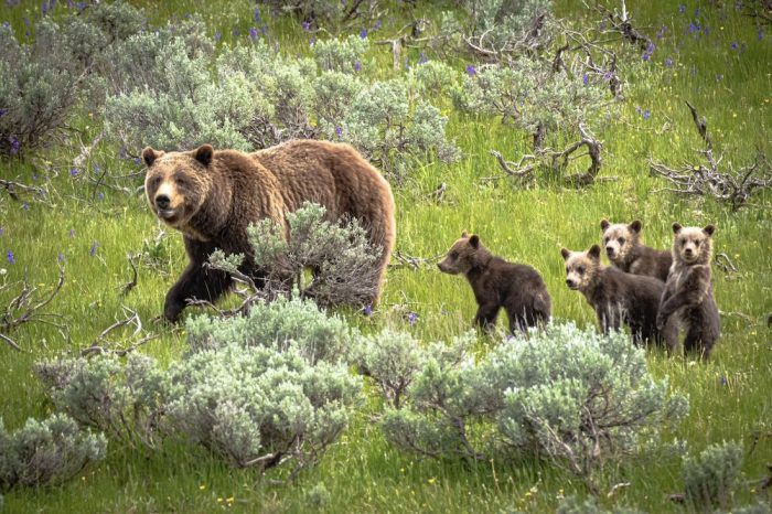 This Grizzly Family Comes With Paparazzi