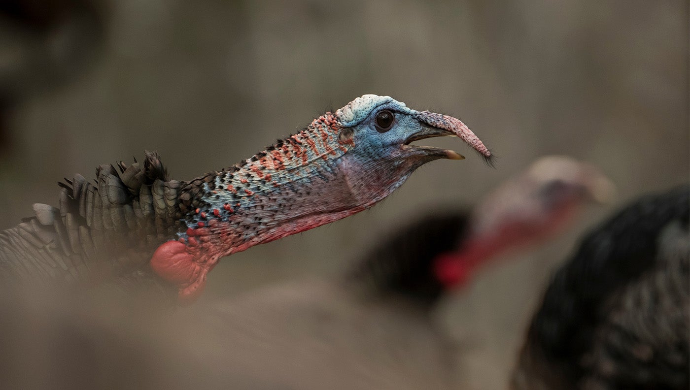 Seven Ways to Save Wild Turkeys