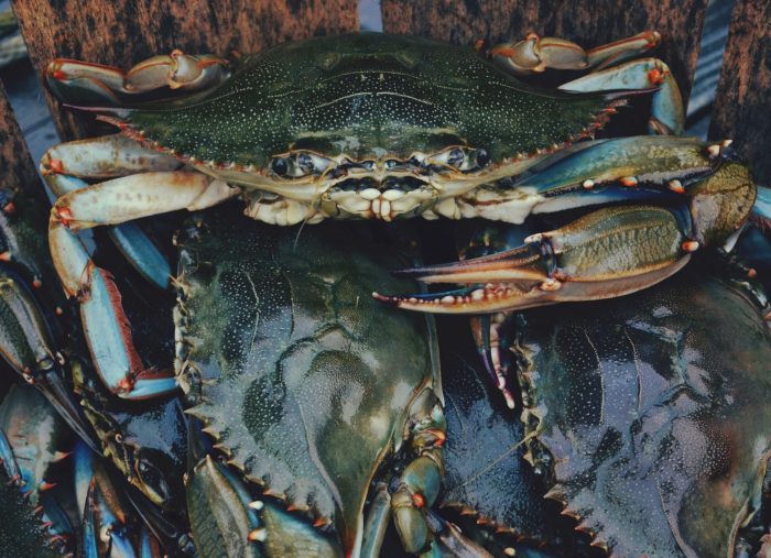 Chesapeake Blue Crab Winter Dredge Numbers Released