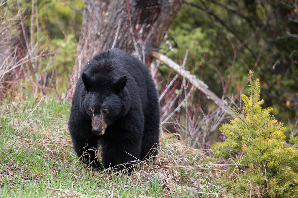 “Bear Whisperer” Host Charged with Poaching in National Park