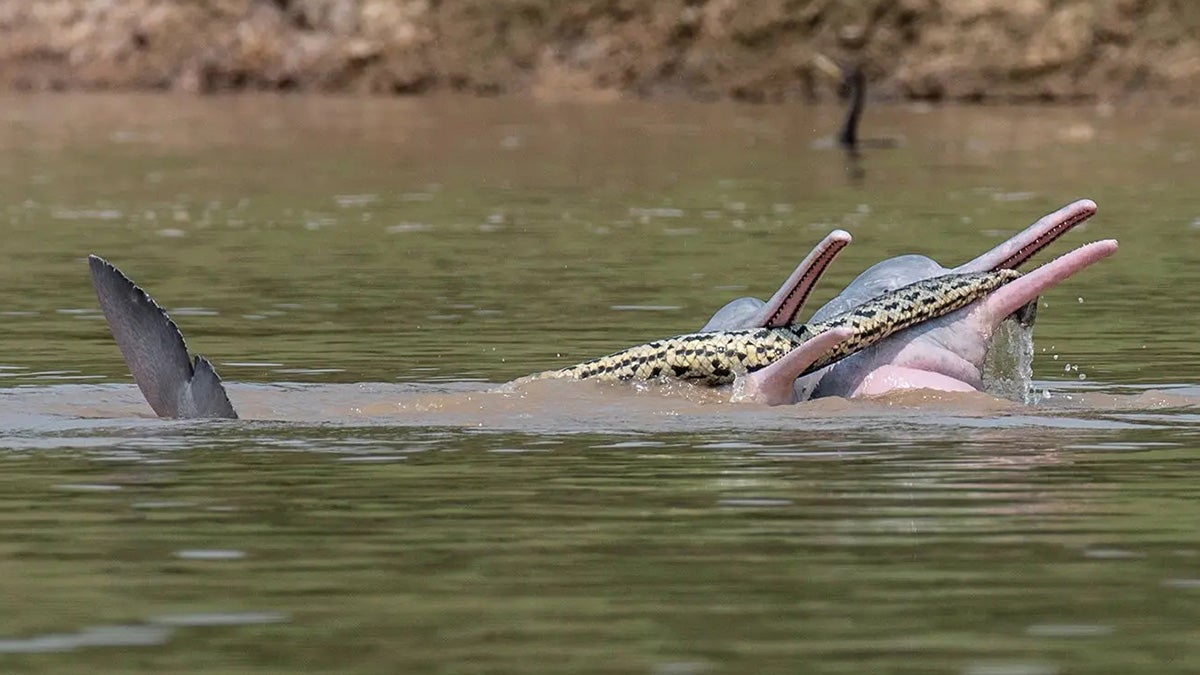 Study: Bolivian River Dolphins Play with Beni Anaconda