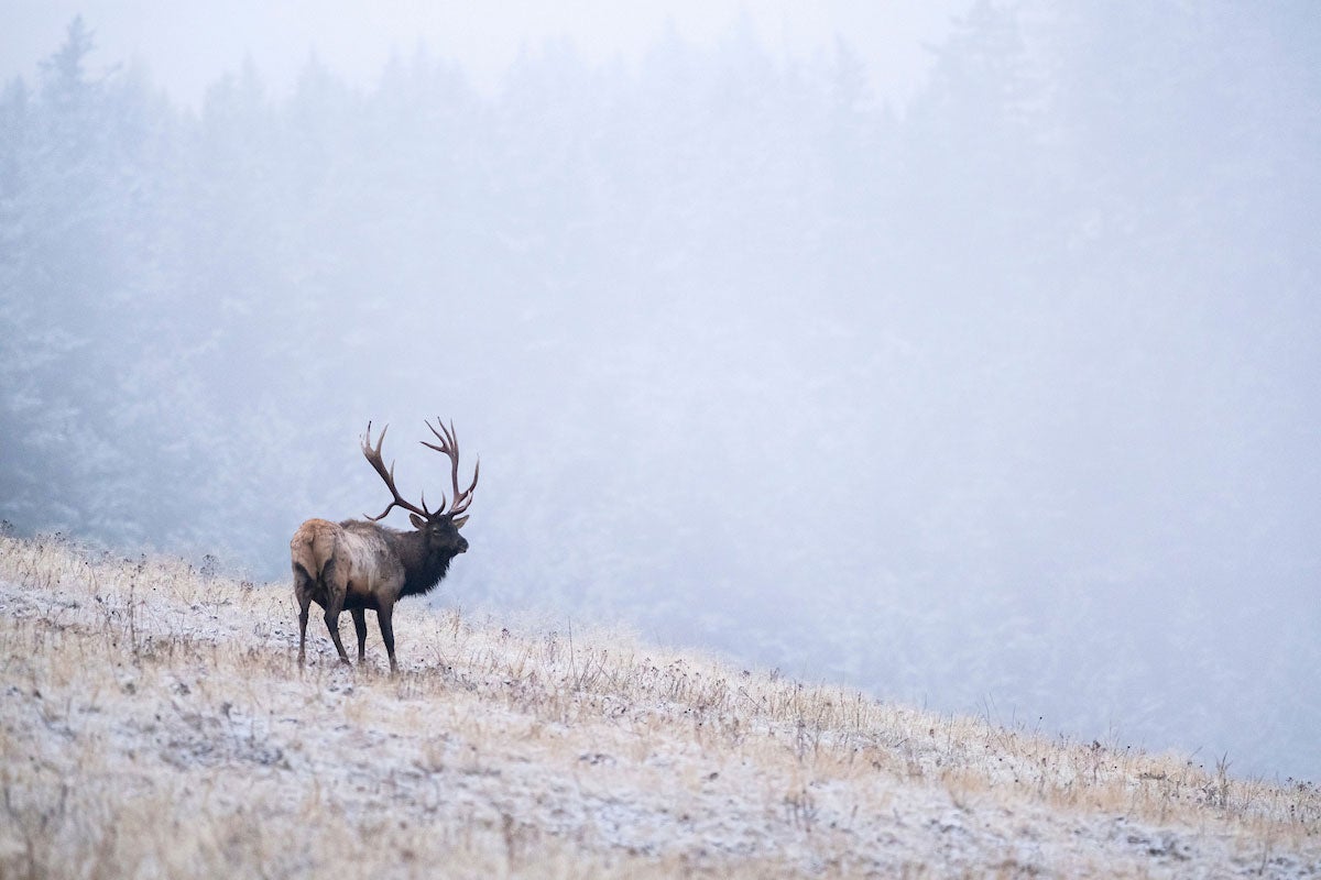 Bulls for Billionaires, the Elk 454 Permit Situation in Montana