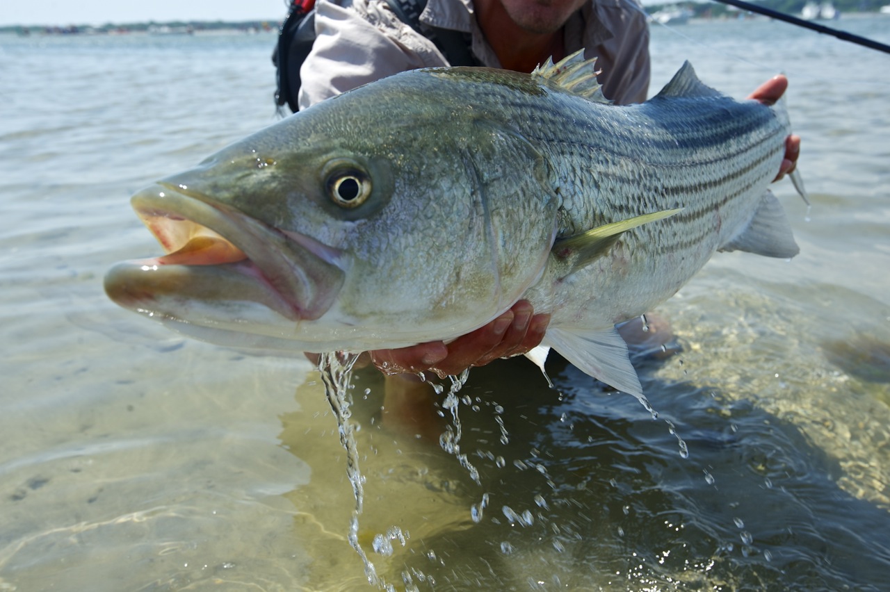 Discovering the Magic of Striped Bass on the Fly
