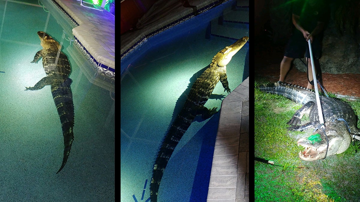 Giant Alligator Found in Florida Swimming Pool