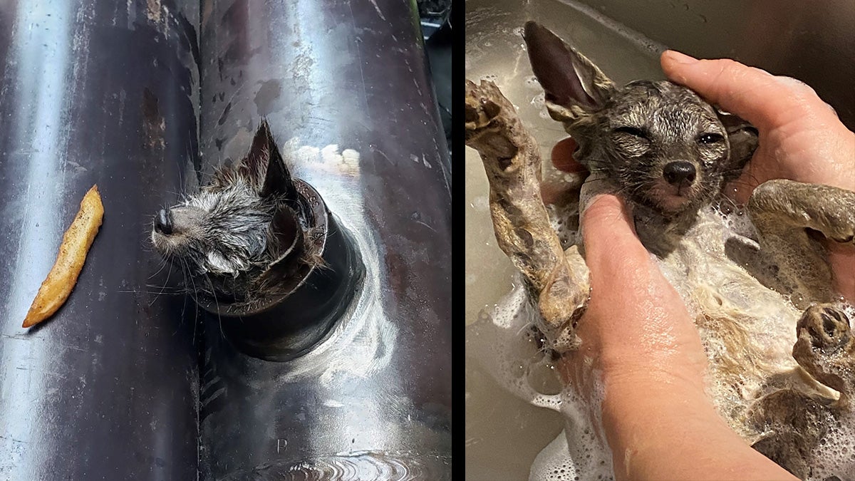Gray Fox Kit Removed from Industrial Pipe