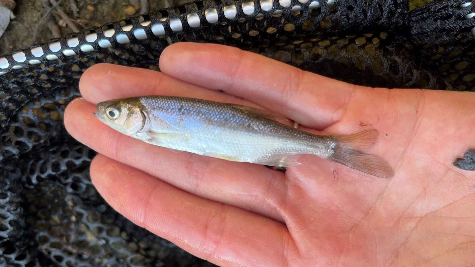 The fight for an invisible fish | Hatch Magazine