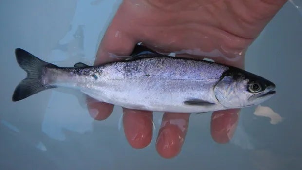 Study Looks at Wild Chinook and Coho Salmon Hybrids
