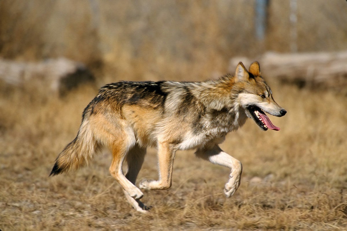 USFWS Eliminates Population Cap on Mexican Gray Wolves