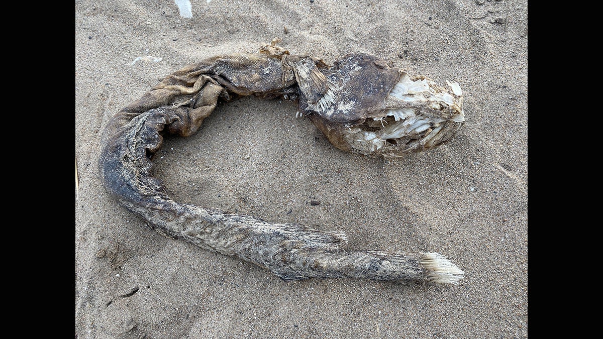 Strange Snake-Like Creature Washes up on Lakeshore