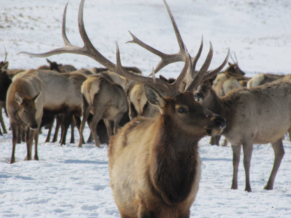 Lawsuit Accuses Montana Officials of Mismanaging Elk Populations
