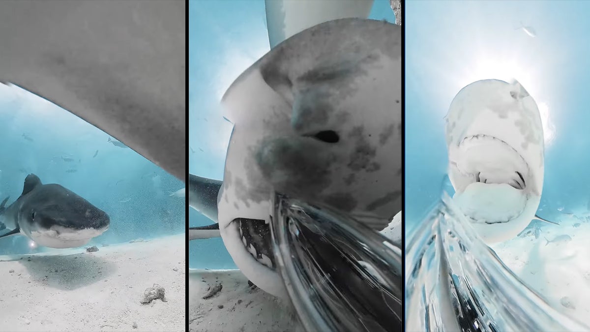 Video: Shark Eats Camera While its Still Rolling