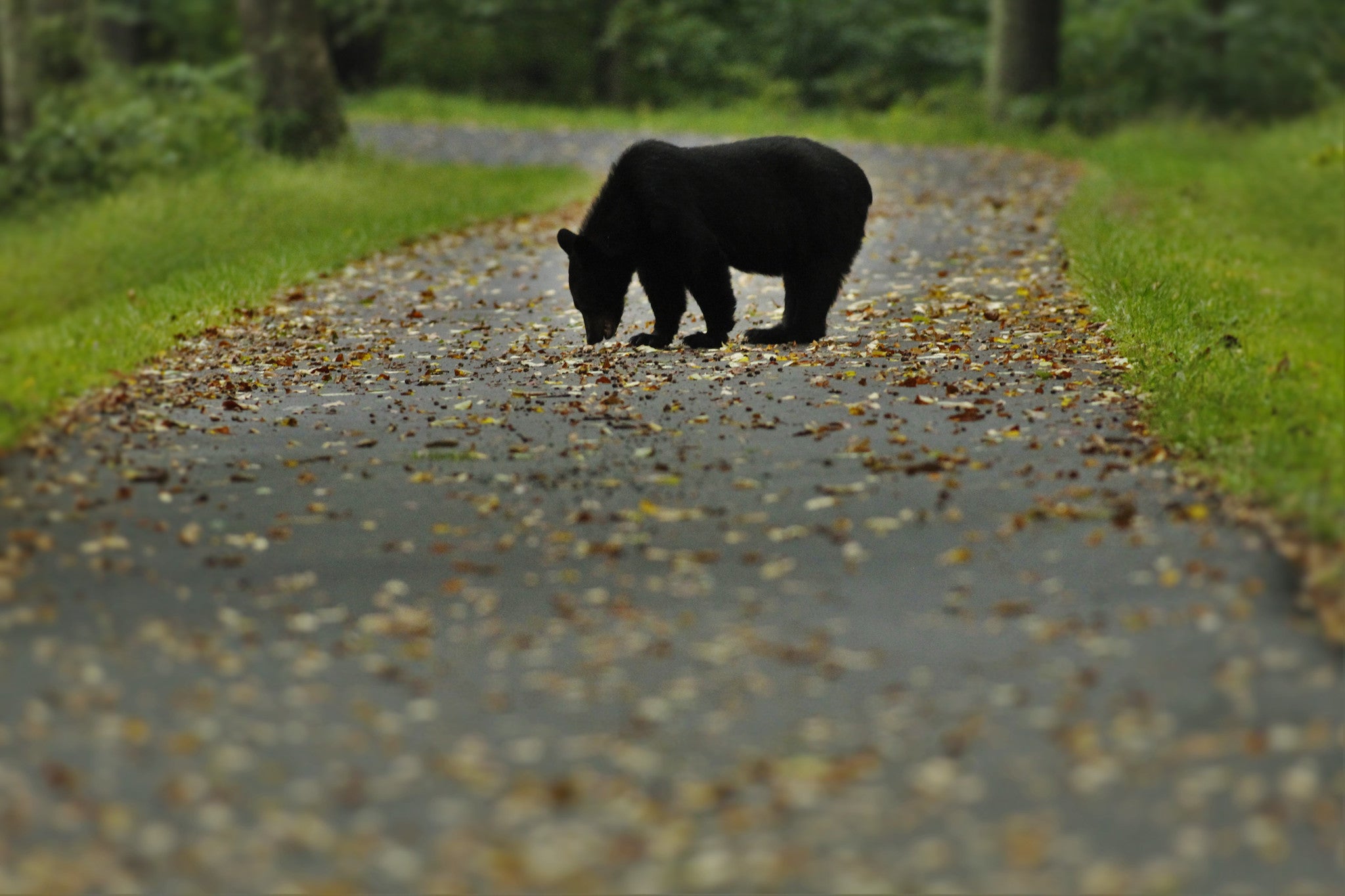 After Canceling Bear Hunt, Washington Sees Bear Conflicts in the Suburbs