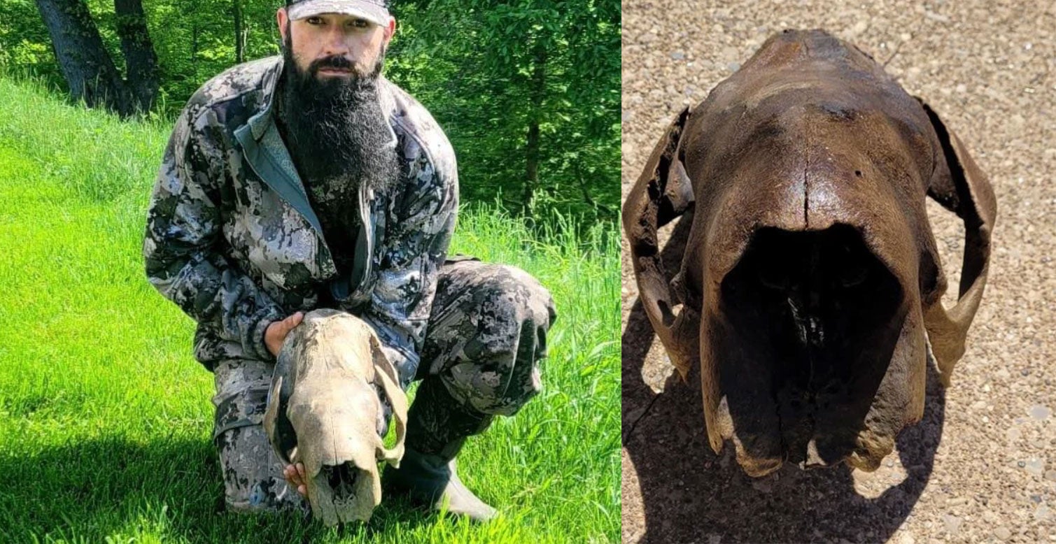 Turkey Hunter Finds 11,000-Year-Old Ground Sloth Skull