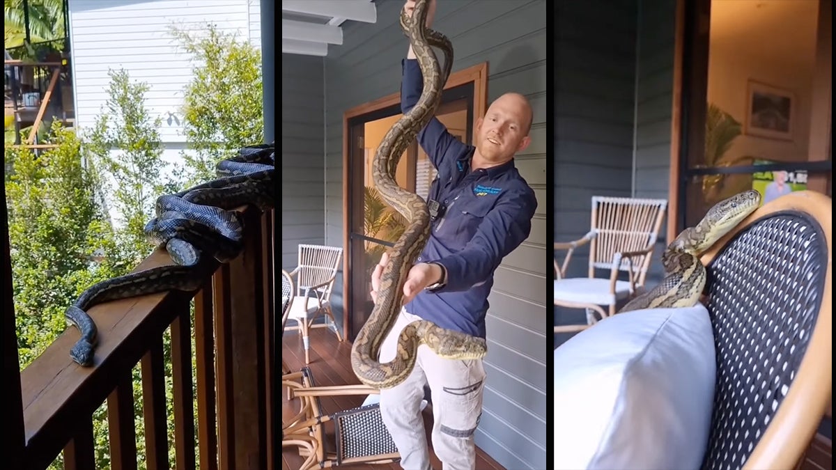 Video: Four Horny Pythons Found on Porch of Home