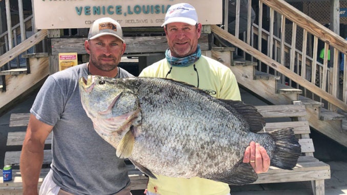 Fisherman Catches One of the Biggest Tripletail Ever