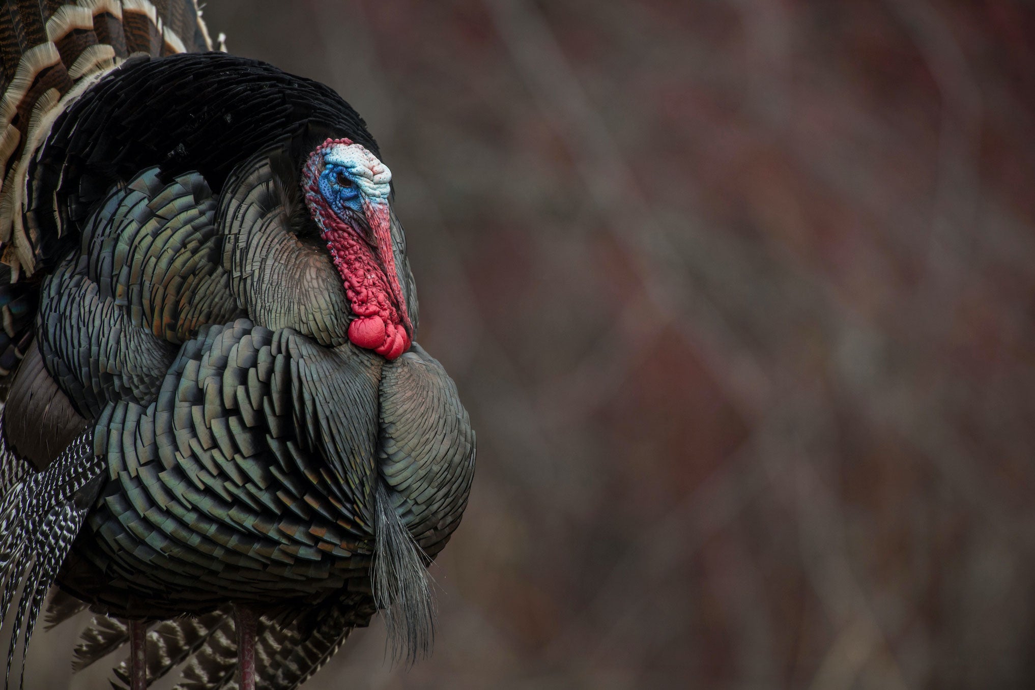 The Case for Banning Reaping and Fanning Turkeys