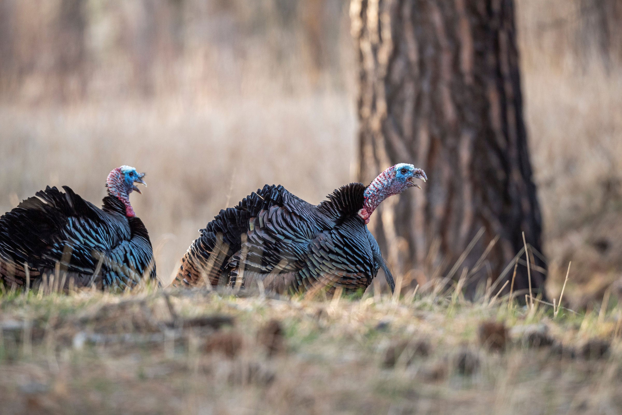 How to Hunt 2-Year-Old Toms and Save Your Turkey Season