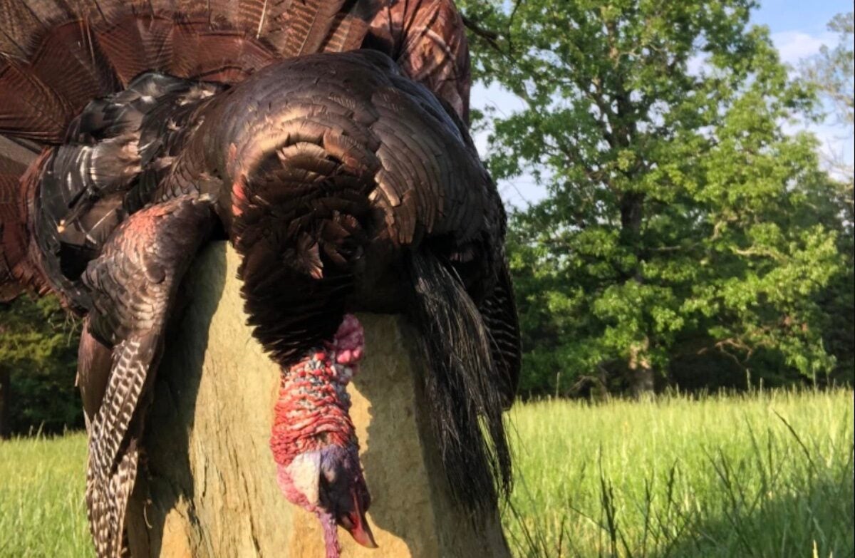 Hunter Shoots Turkey with Six Beards and Busted Spurs