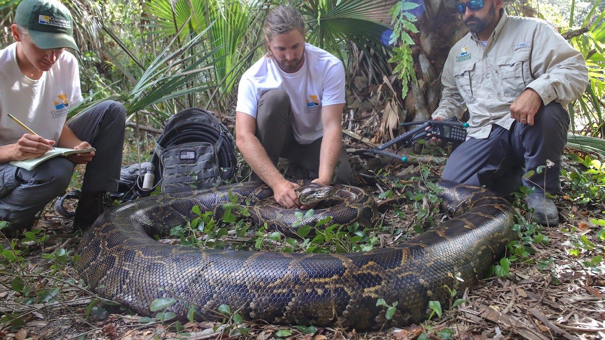 Florida Snake Hunters Find Record Python