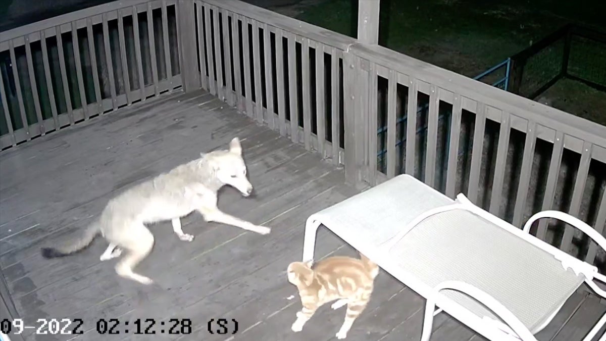 Watch: Domestic Cat Fights Coyote