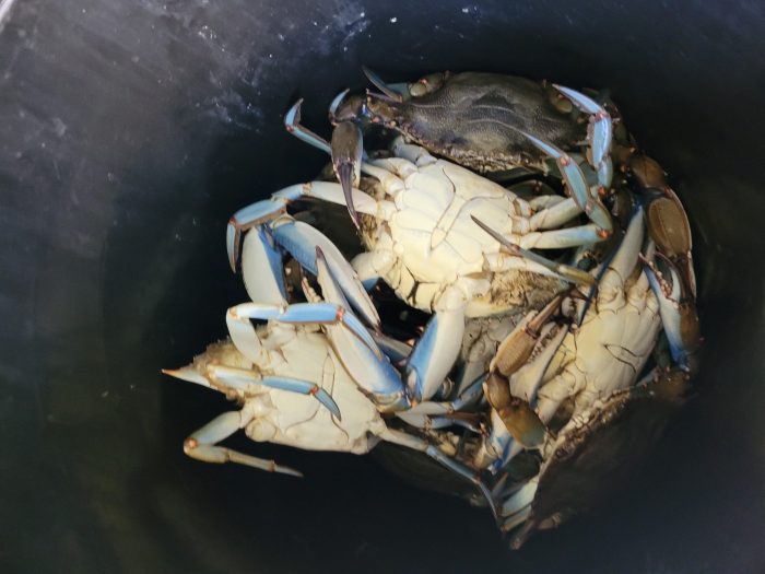 Summer Time Blue Crab Cajun Boil